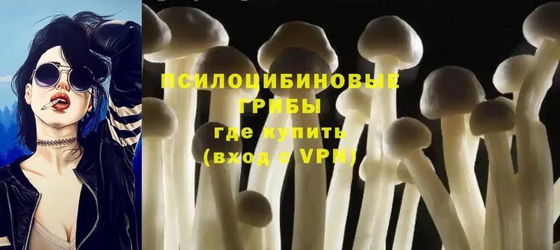 закладка  Нахабино  Псилоцибиновые грибы MAGIC MUSHROOMS 